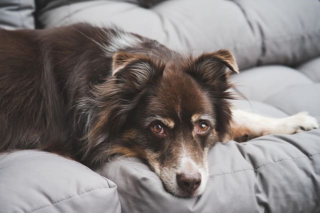 äldre hund vilar i soffan