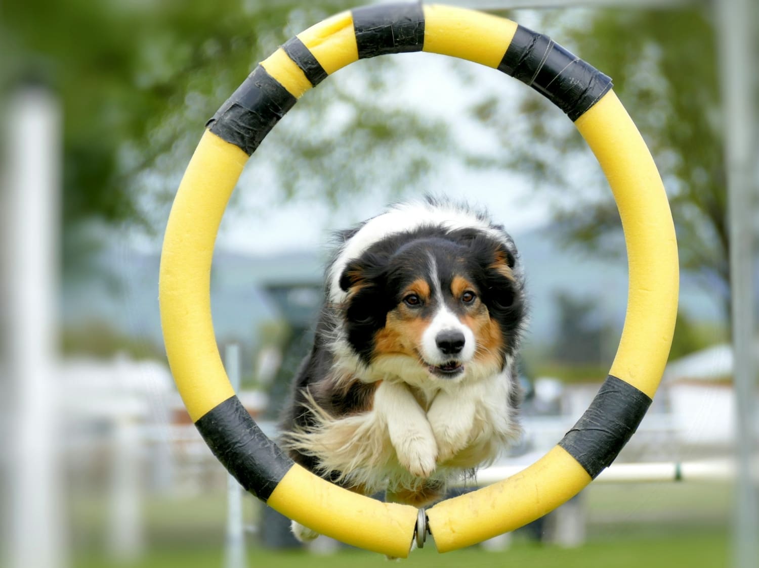 agility träning hund hoppar genom ring