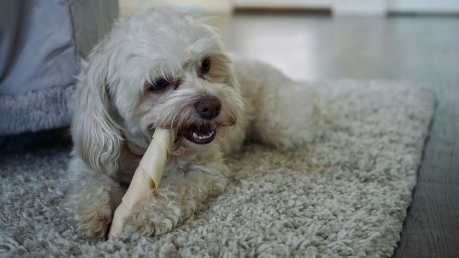 liten vit hund tuggar på tuggrulle