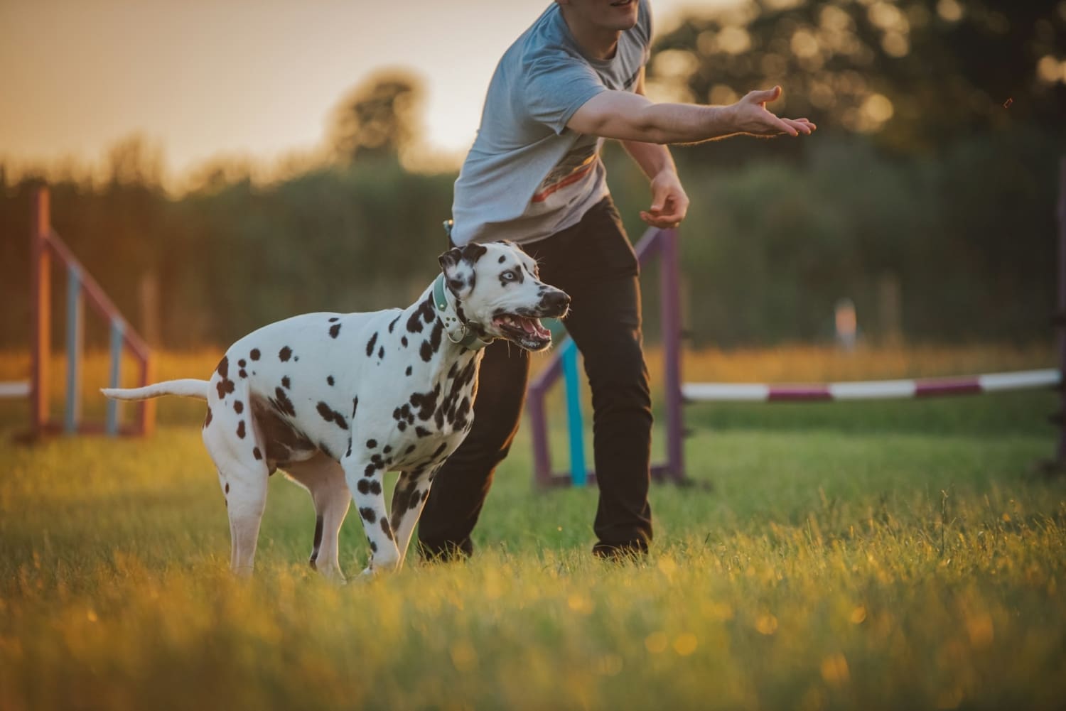 Dalmatiner hund tränar och leker i parken